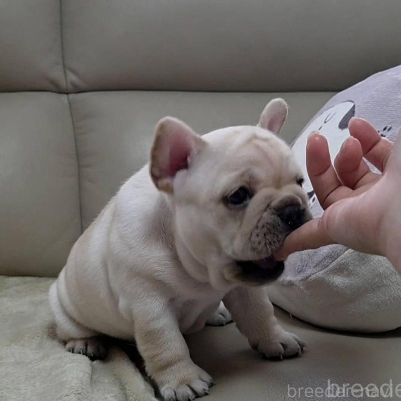 販売中の埼玉県のフレンチブルドッグ-448579の12枚目