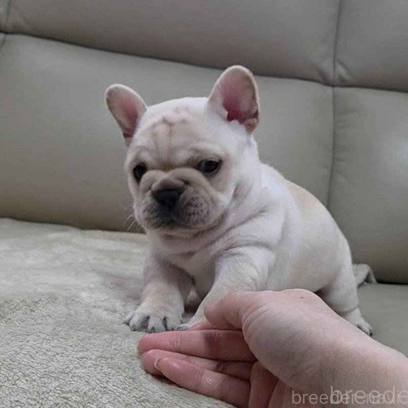販売中の埼玉県のフレンチブルドッグ-448579の11枚目