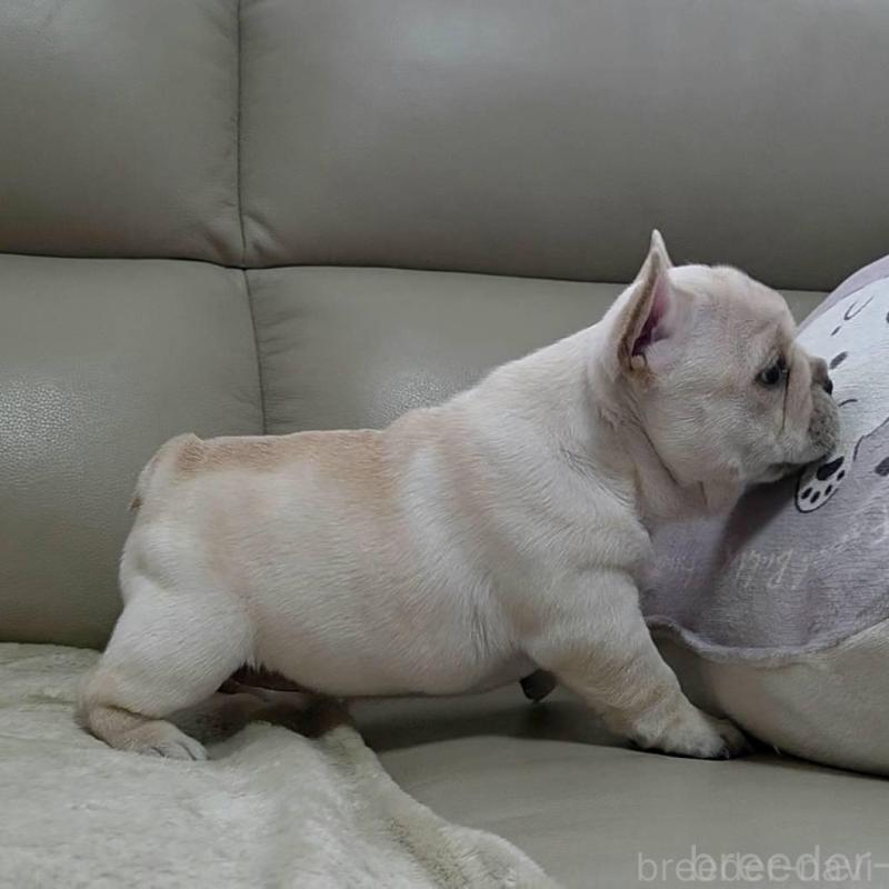 販売中の埼玉県のフレンチブルドッグ-448579の10枚目