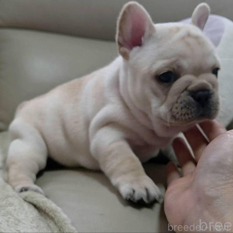 販売中の埼玉県のフレンチブルドッグ-448579の9枚目