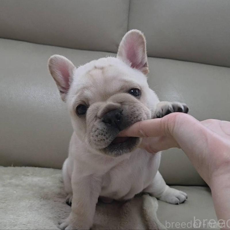 販売中の埼玉県のフレンチブルドッグ-448579の8枚目