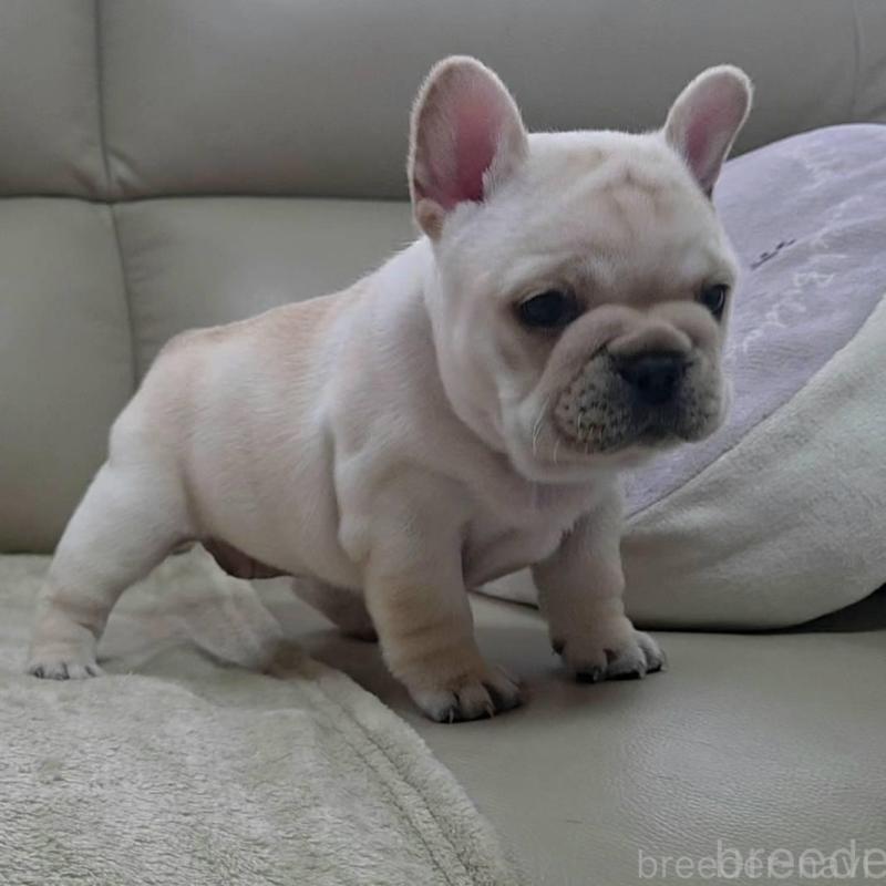販売中の埼玉県のフレンチブルドッグ-448579の7枚目