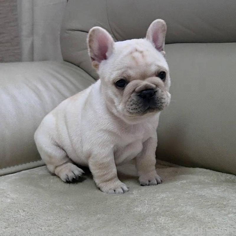 販売中の埼玉県のフレンチブルドッグ-448579の5枚目