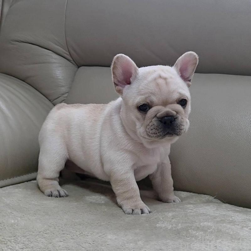販売中の埼玉県のフレンチブルドッグ-448579の4枚目