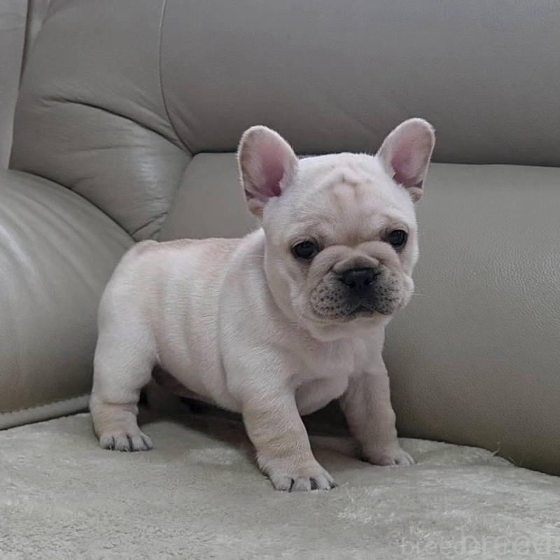 販売中の埼玉県のフレンチブルドッグ-448579の3枚目