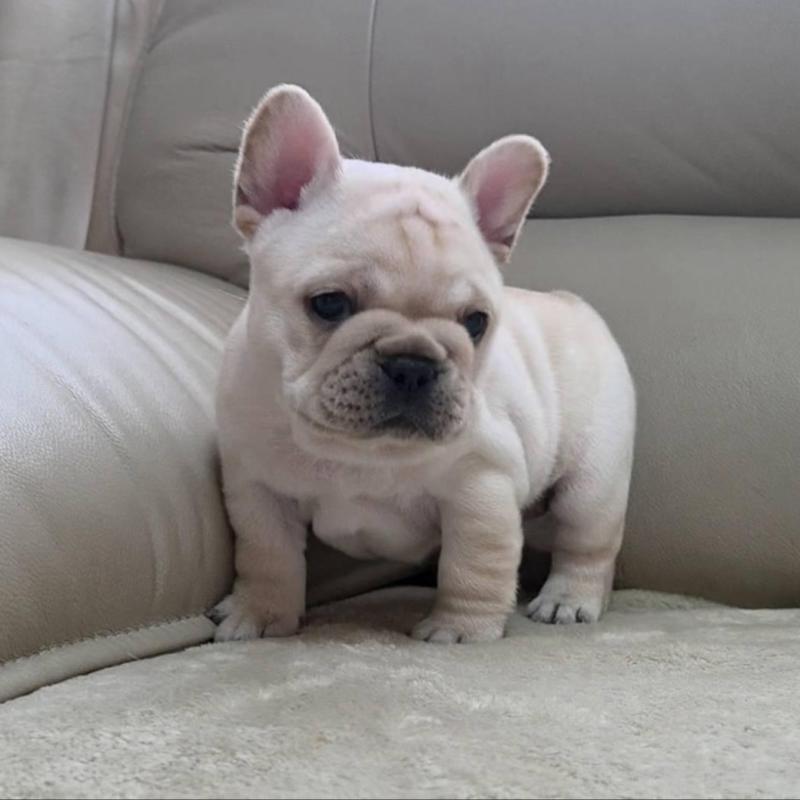 販売中の埼玉県のフレンチブルドッグ-448579の2枚目