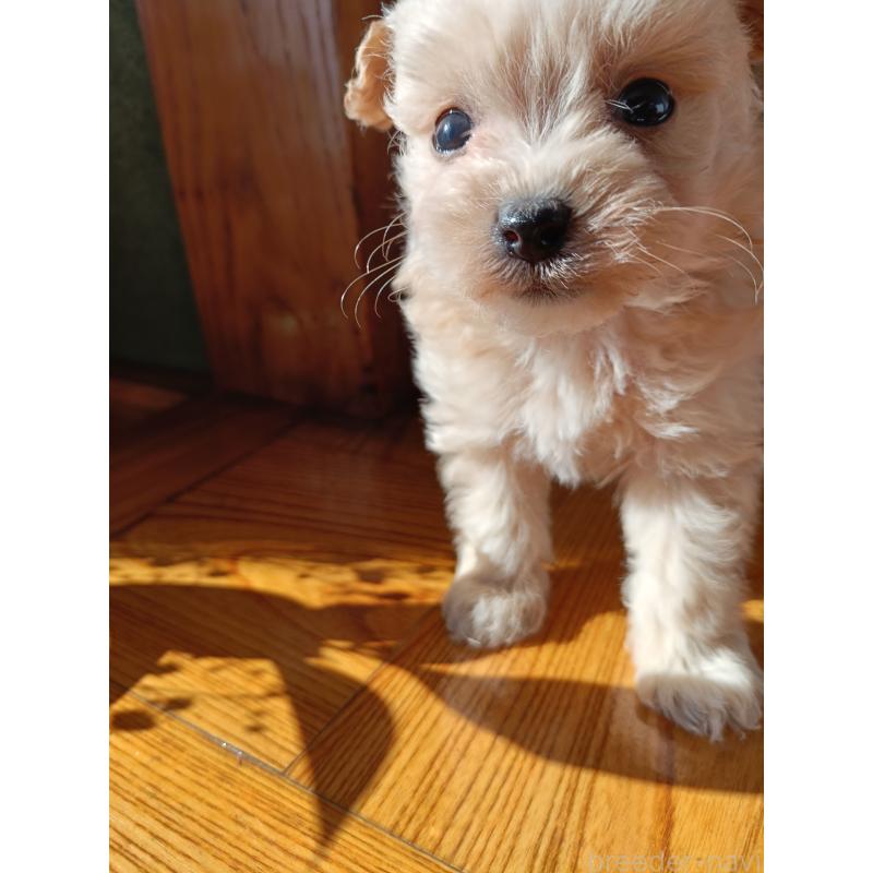 販売中の岩手県のポメプー:ポメラニアン×トイプードル-448581の3枚目