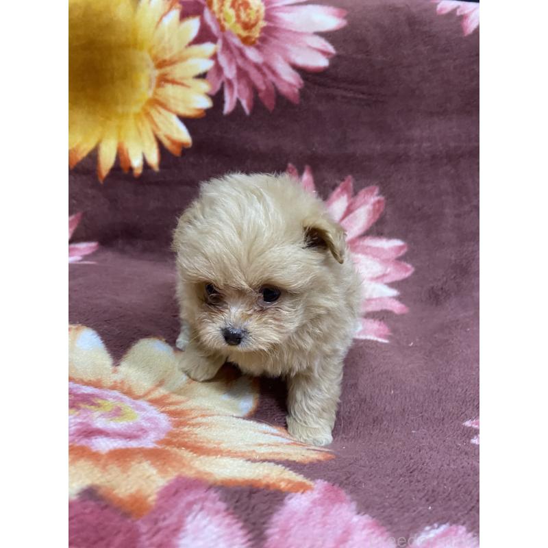 販売中の千葉県のミックス犬-448580の2枚目