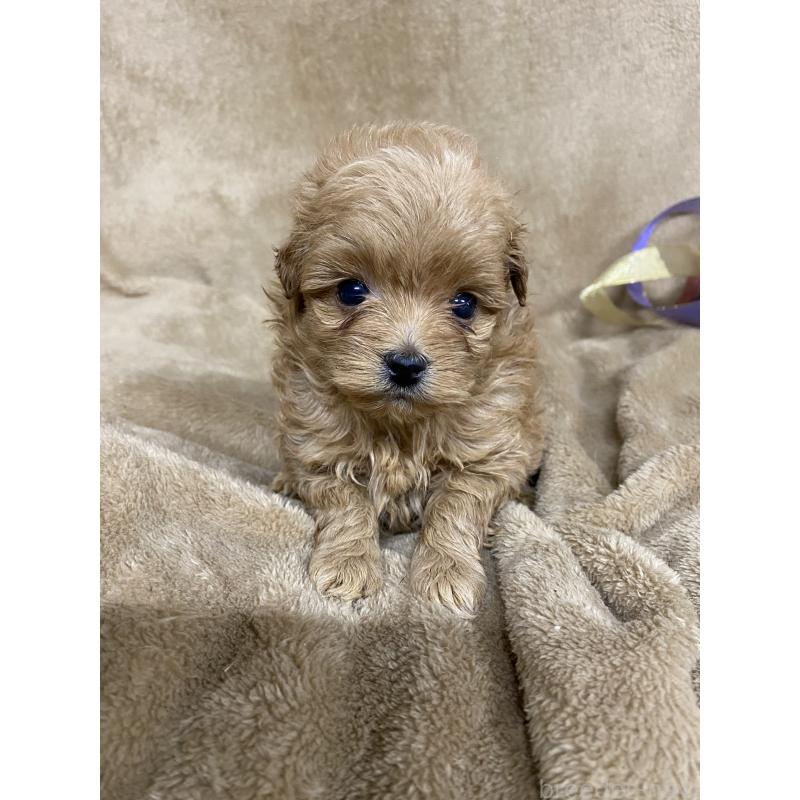 販売中の千葉県のミックス犬-448582の4枚目