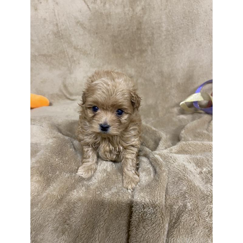 販売中の千葉県のミックス犬-448582の3枚目