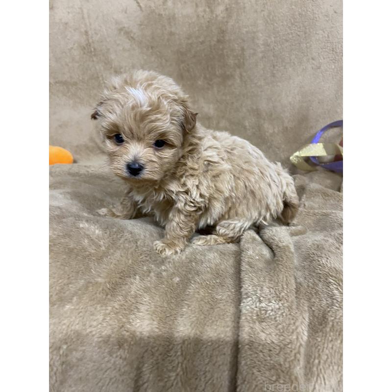 販売中の千葉県のミックス犬-448582の2枚目