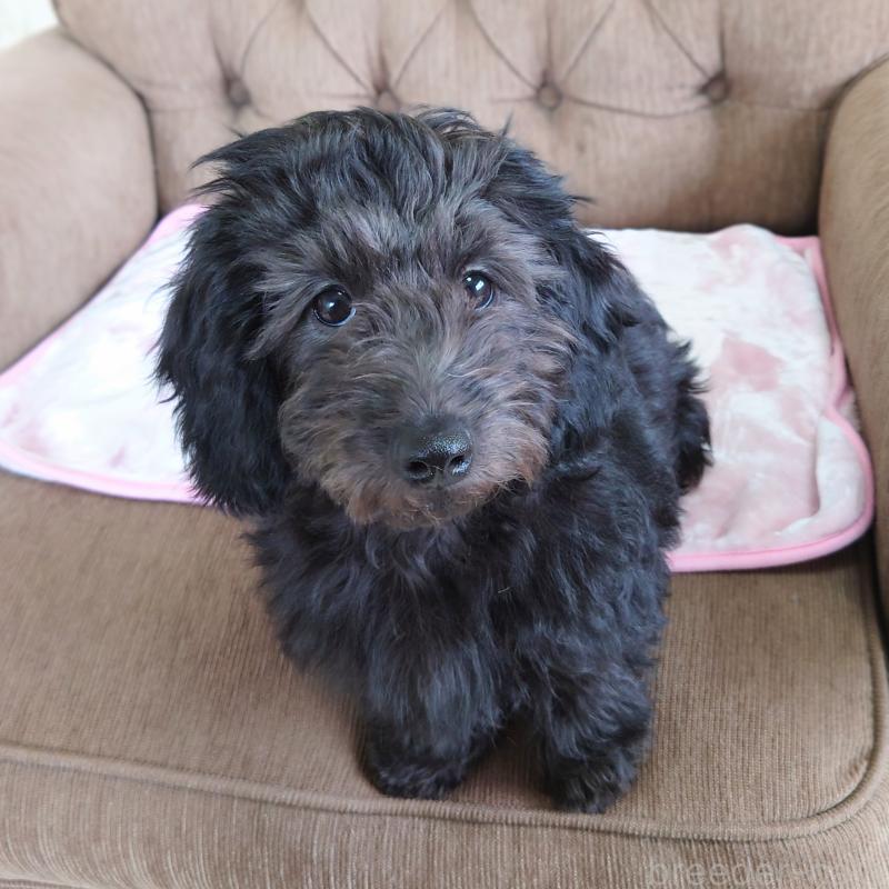 販売中の埼玉県のダップー:ミニチュアダックスフンド×トイプードル-429284の2枚目