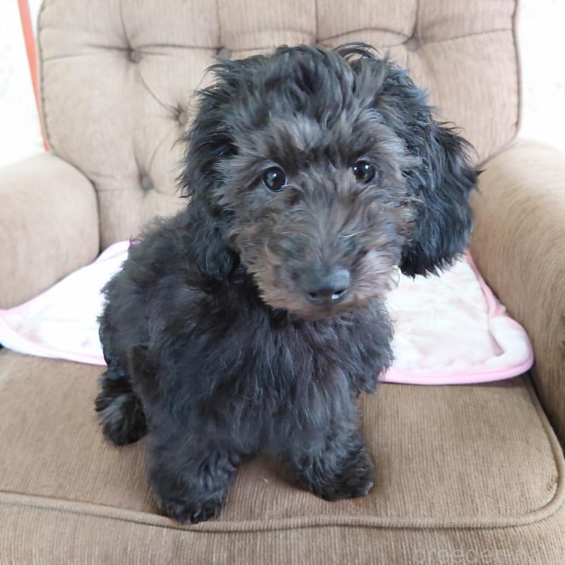 販売中の埼玉県のダップー:ミニチュアダックスフンド×トイプードル-429284の1枚目