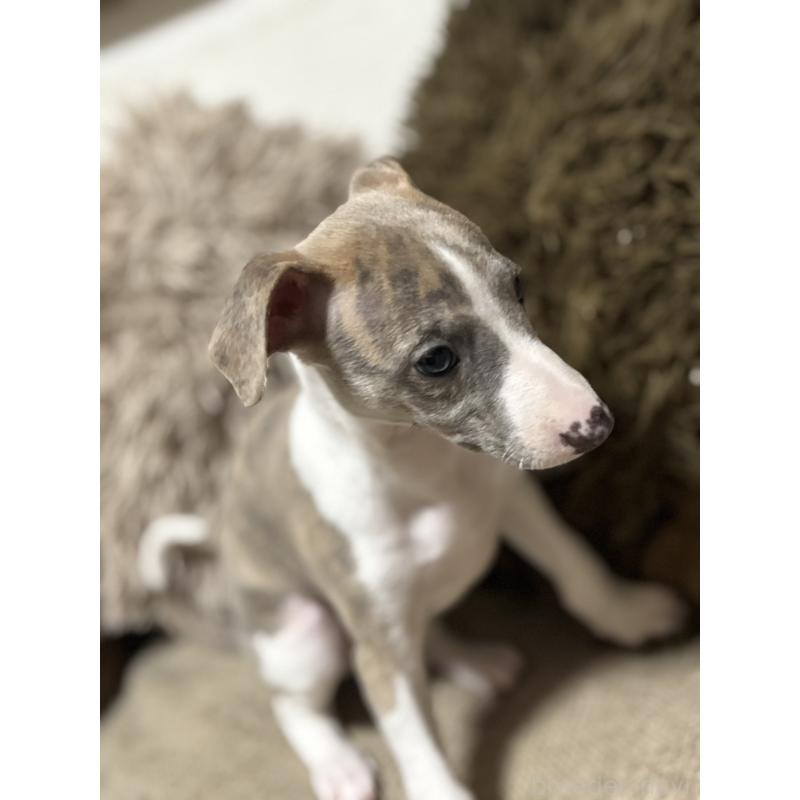 販売中の埼玉県のウィペット-448583の5枚目