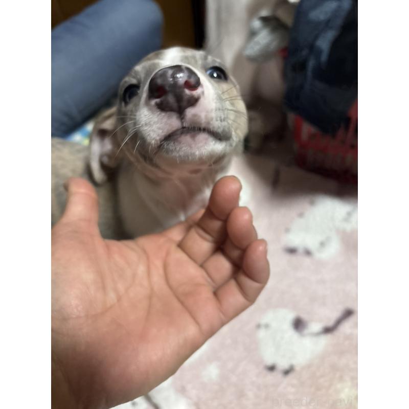 販売中の埼玉県のウィペット-448583の4枚目