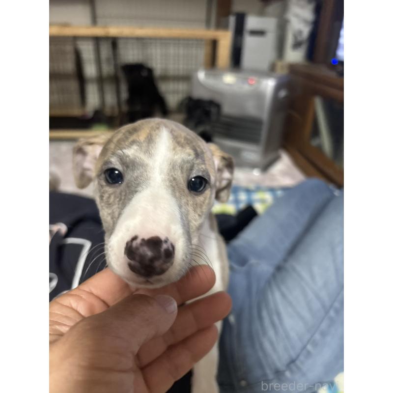 販売中の埼玉県のウィペット-448583の3枚目