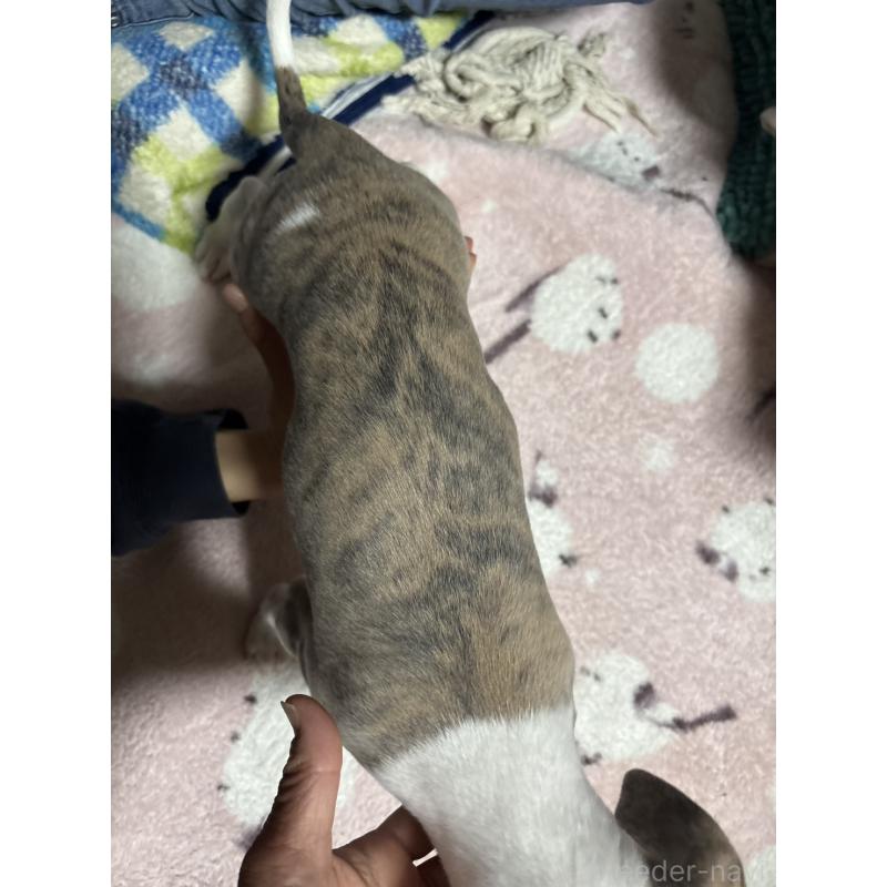 販売中の埼玉県のウィペット-448583の2枚目