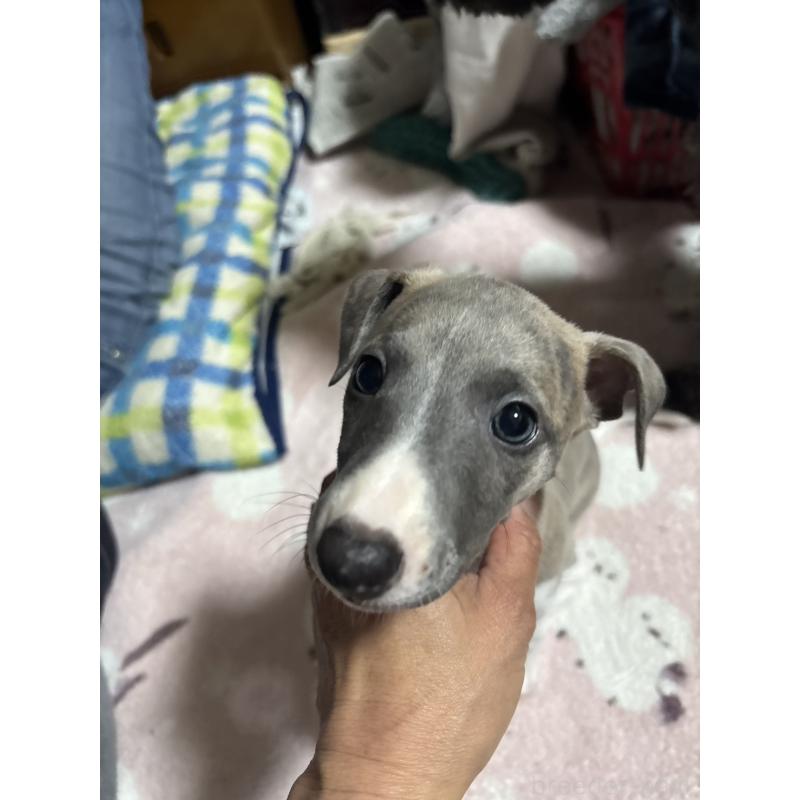 販売中の埼玉県のウィペット-448584の3枚目