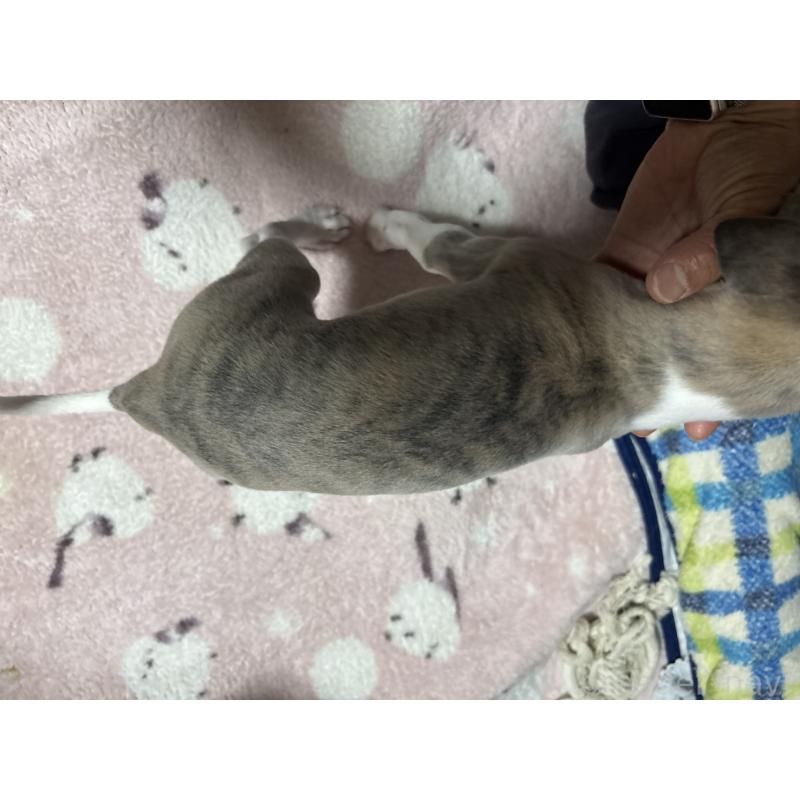 販売中の埼玉県のウィペット-448584の2枚目