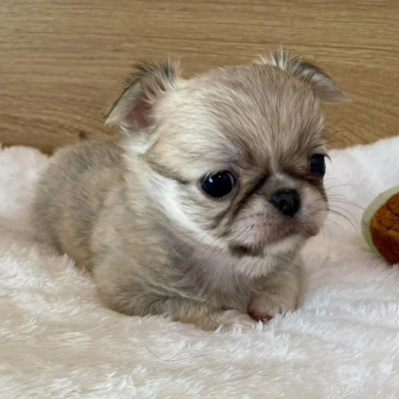 販売中の栃木県のミックス犬-448585の1枚目