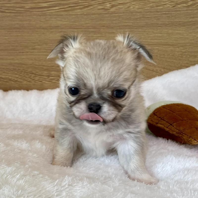 販売中の栃木県のミックス犬-448585の5枚目