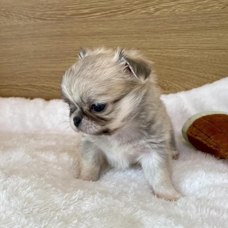 販売中の栃木県のミックス犬-448585の4枚目