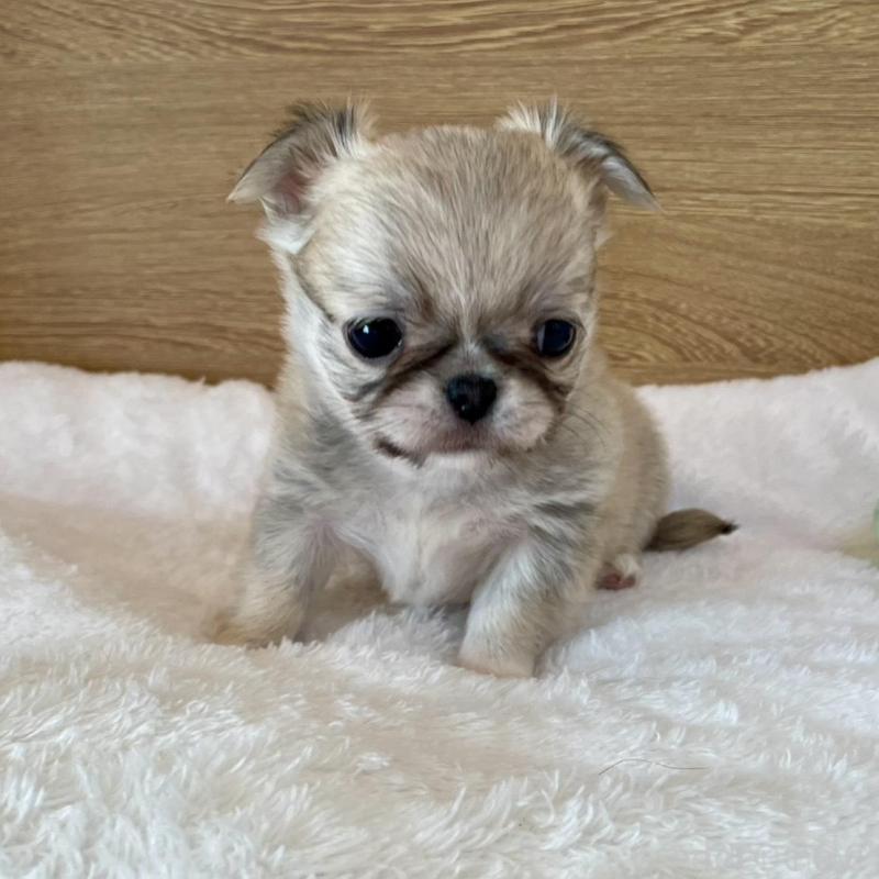 販売中の栃木県のミックス犬-448585の3枚目