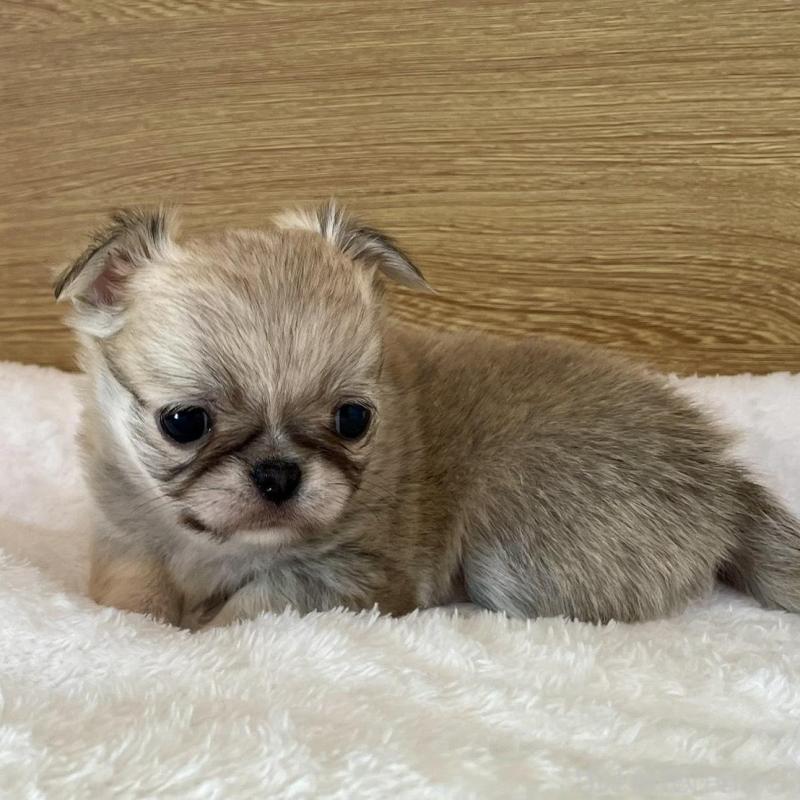 販売中の栃木県のミックス犬-448585の2枚目