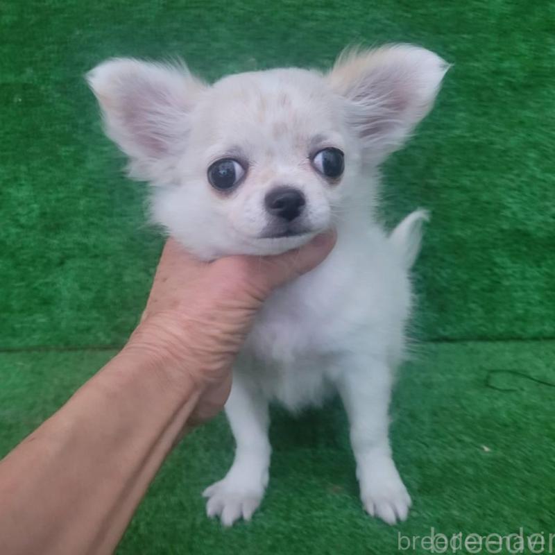 販売中の福岡県のチワワ(ロングコート)-448586の3枚目