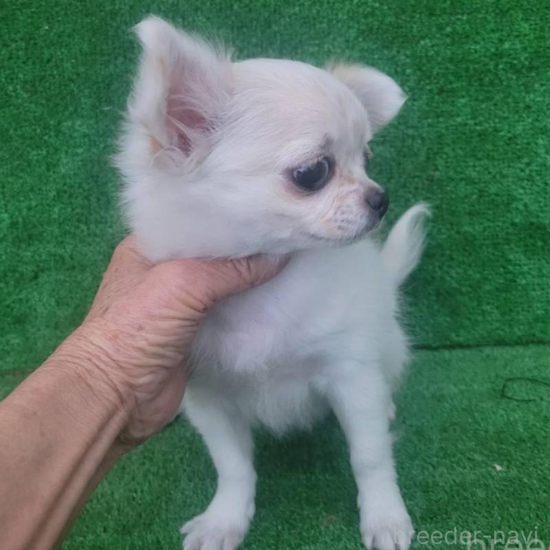 販売中の福岡県のチワワ(ロングコート)-448586の2枚目