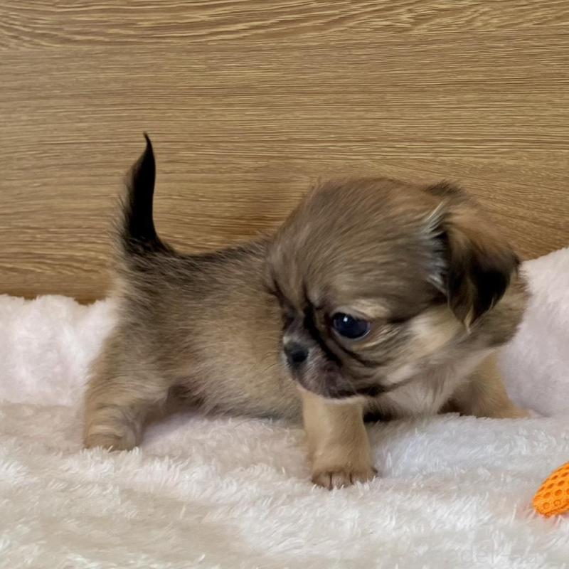 販売中の栃木県のミックス犬-448587の5枚目