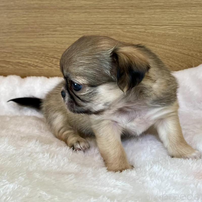 販売中の栃木県のミックス犬-448587の4枚目