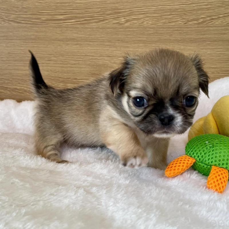 販売中の栃木県のミックス犬-448587の2枚目