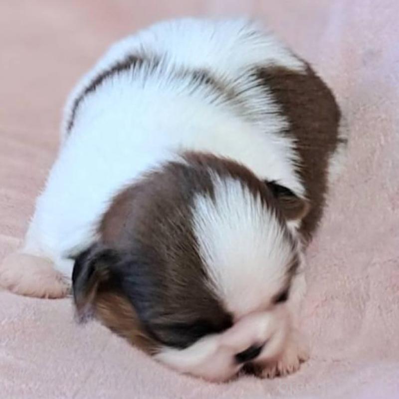 販売中の茨城県のシーズー-448588の5枚目