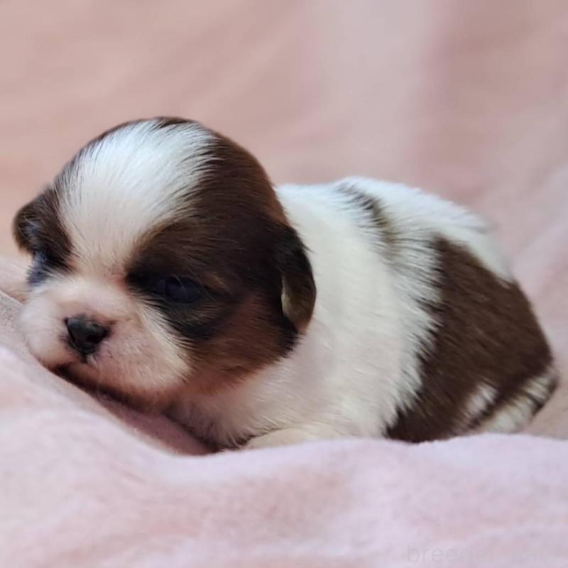 販売中の茨城県のシーズー-448588の4枚目