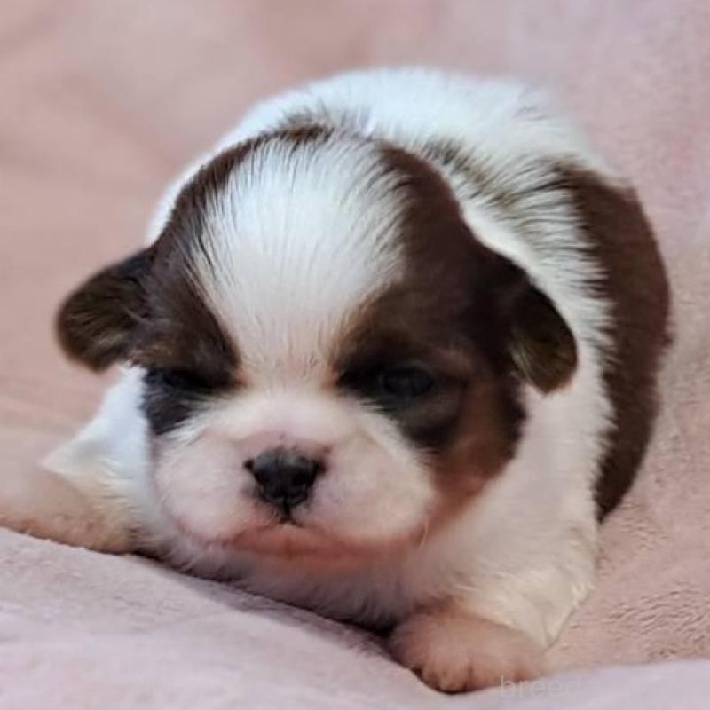 販売中の茨城県のシーズー-448588の1枚目