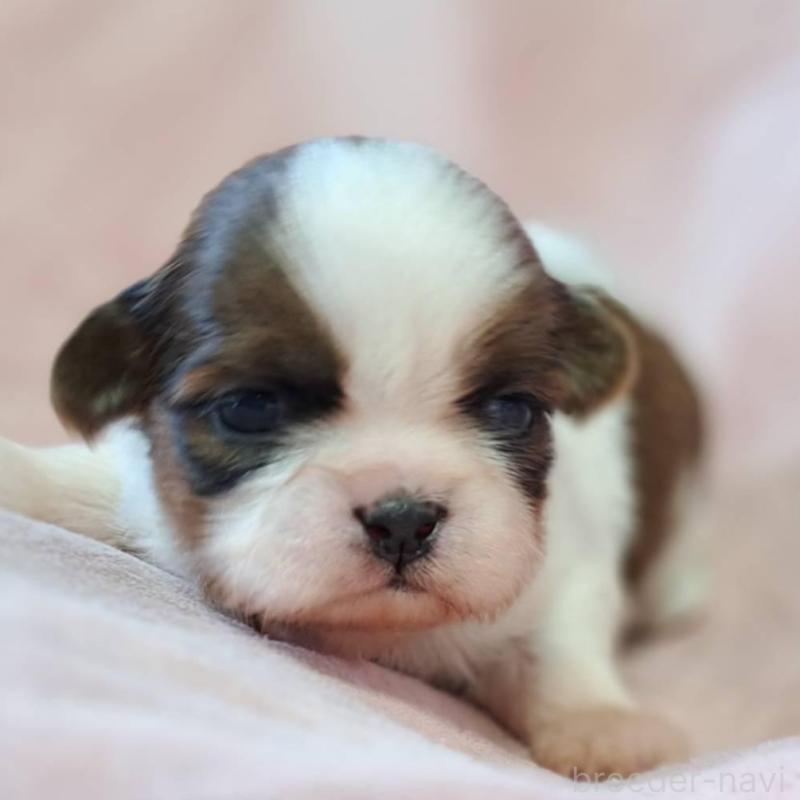 販売中の茨城県のシーズー-448588の2枚目