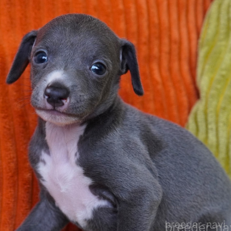 販売中の神奈川県のイタリアングレーハウンド(イタグレ)-448589の2枚目