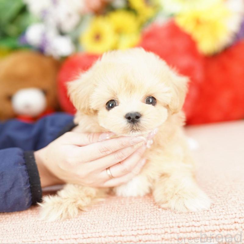 販売中の埼玉県のマルプー:マルチーズ×トイプードル-448590の3枚目