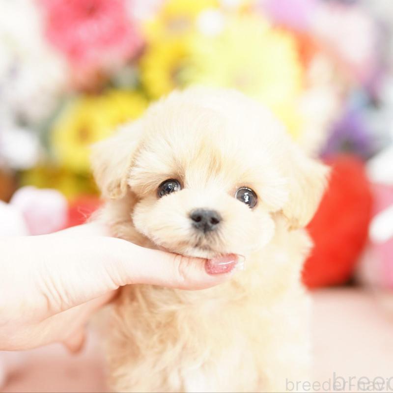 販売中の埼玉県のマルプー:マルチーズ×トイプードル-448590の1枚目