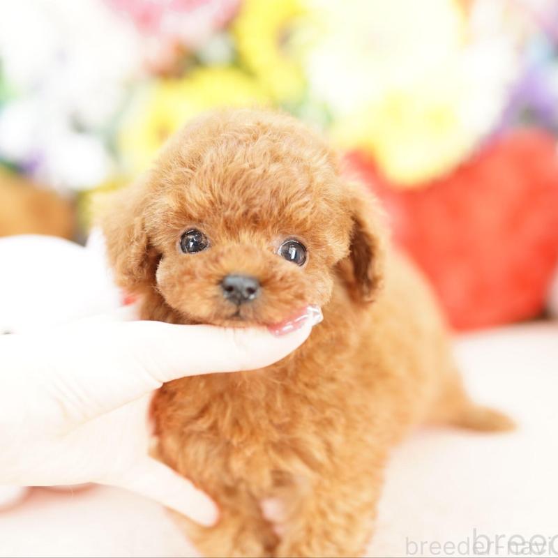 販売中の埼玉県のタイニープードル-448591の4枚目