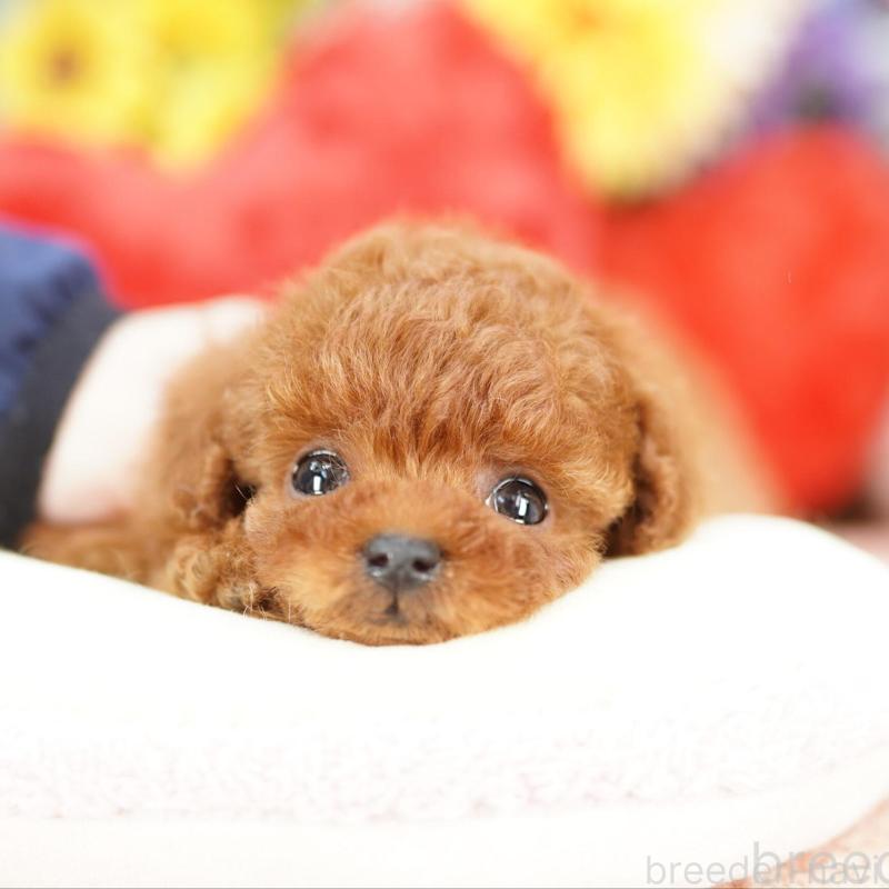 販売中の埼玉県のタイニープードル-448591の3枚目