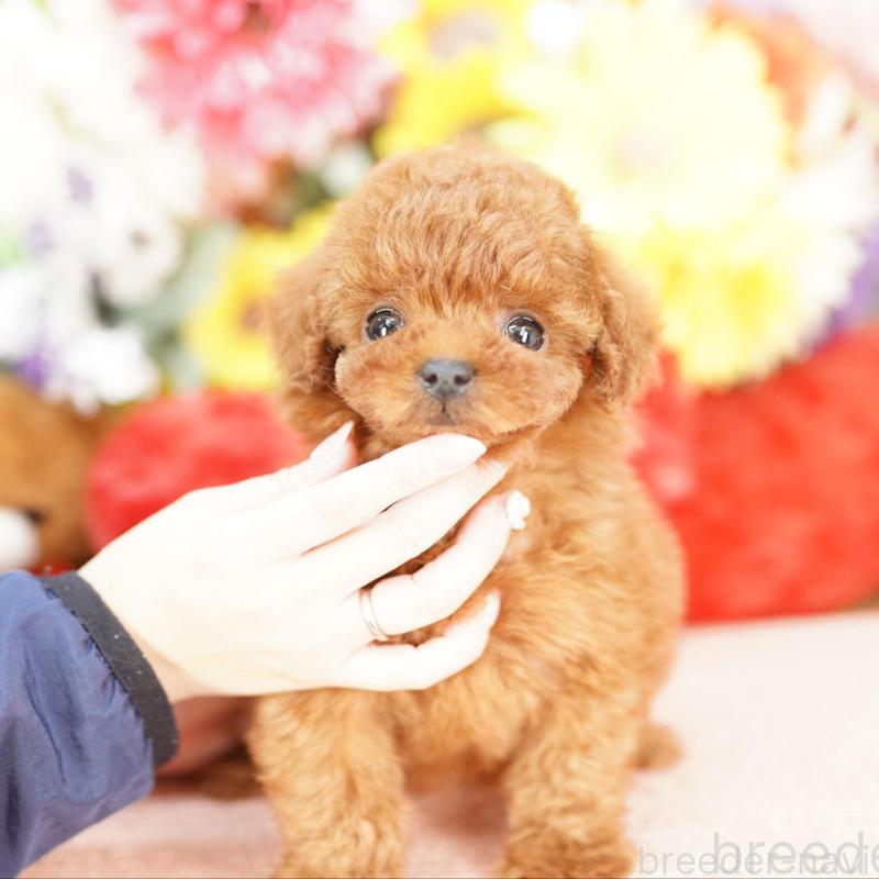 販売中の埼玉県のタイニープードル-448591の2枚目