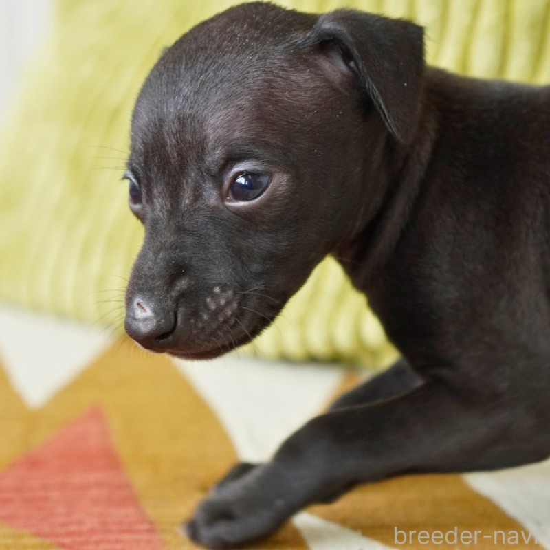 販売中の神奈川県のイタリアングレーハウンド(イタグレ)-448592の2枚目