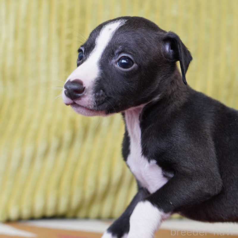販売中の神奈川県のイタリアングレーハウンド(イタグレ)-448593の3枚目