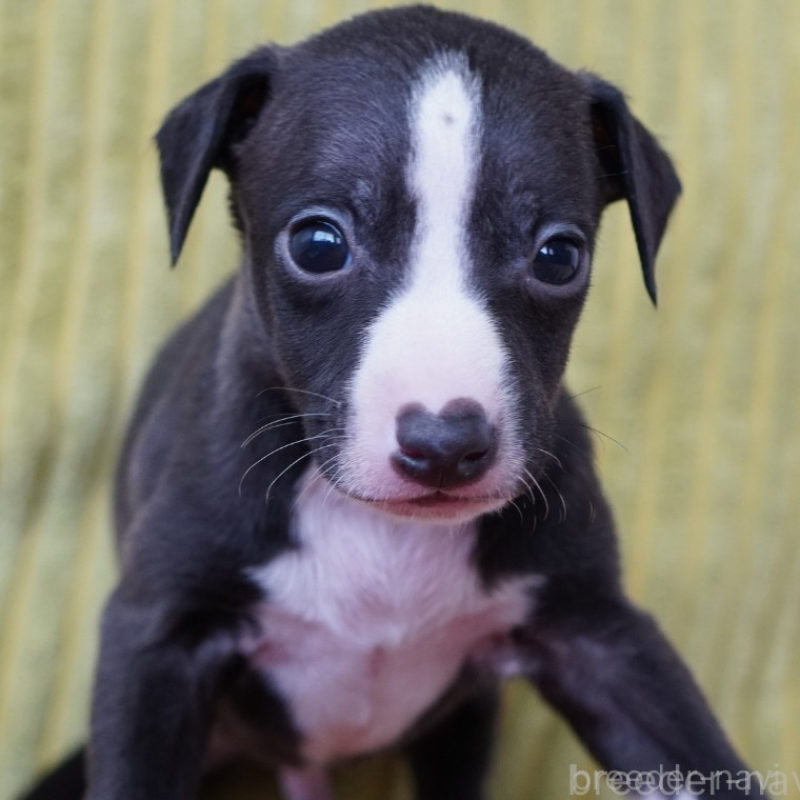 販売中の神奈川県のイタリアングレーハウンド(イタグレ)-448593の2枚目