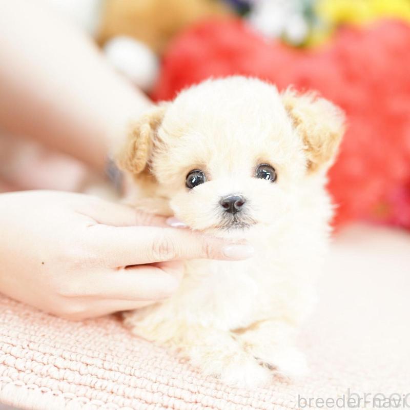 販売中の埼玉県のビションプー:ビションフリーゼ×トイプードル-448595の1枚目