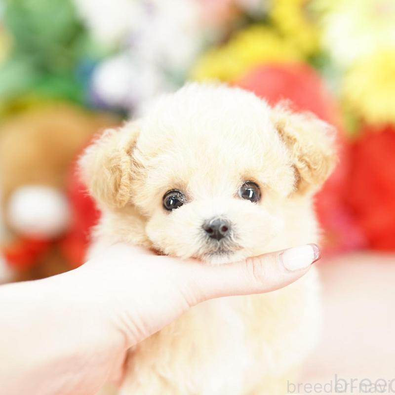 販売中の埼玉県のビションプー:ビションフリーゼ×トイプードル-448595の4枚目