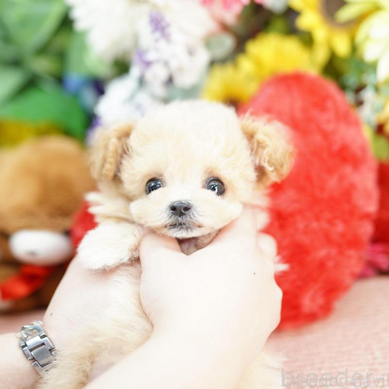 販売中の埼玉県のビションプー:ビションフリーゼ×トイプードル-448595の3枚目