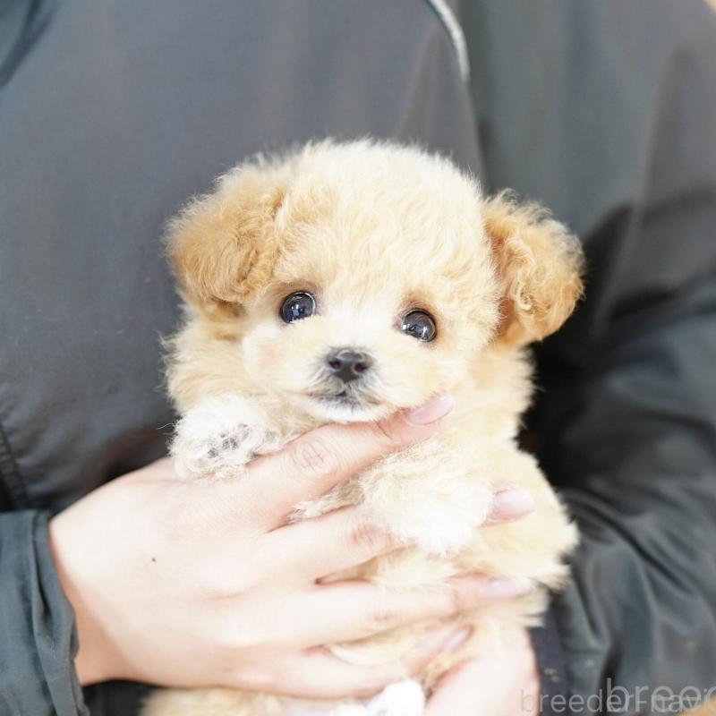 販売中の埼玉県のビションプー:ビションフリーゼ×トイプードル-448595の2枚目